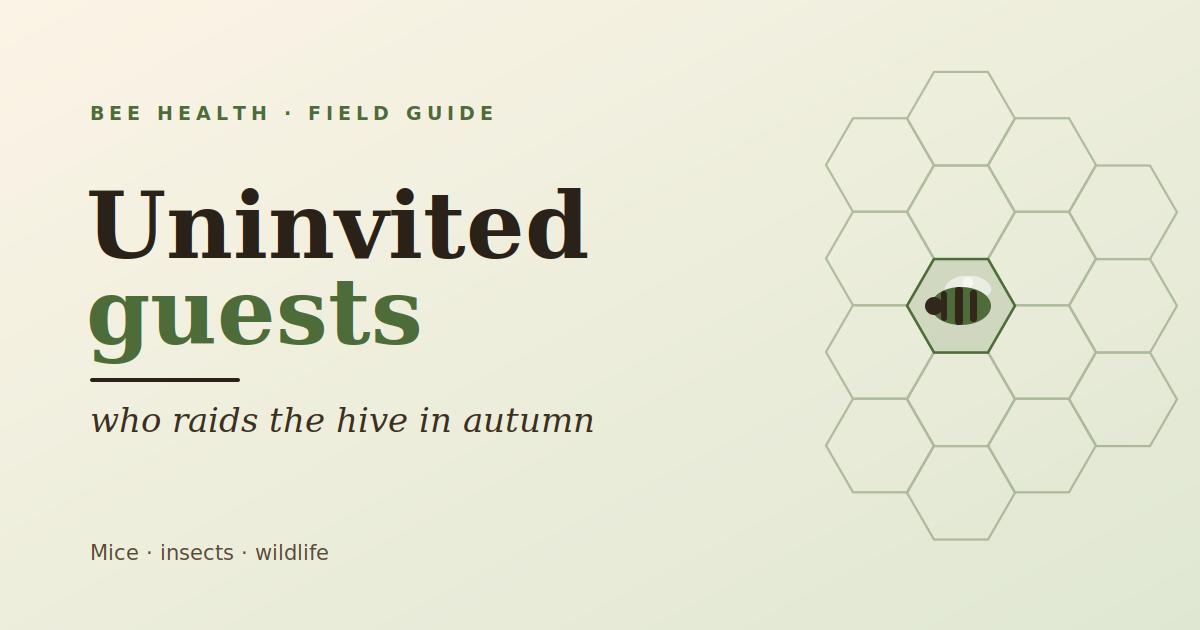 Uninvited guests: who gets into the hive in autumn and how to stop them
