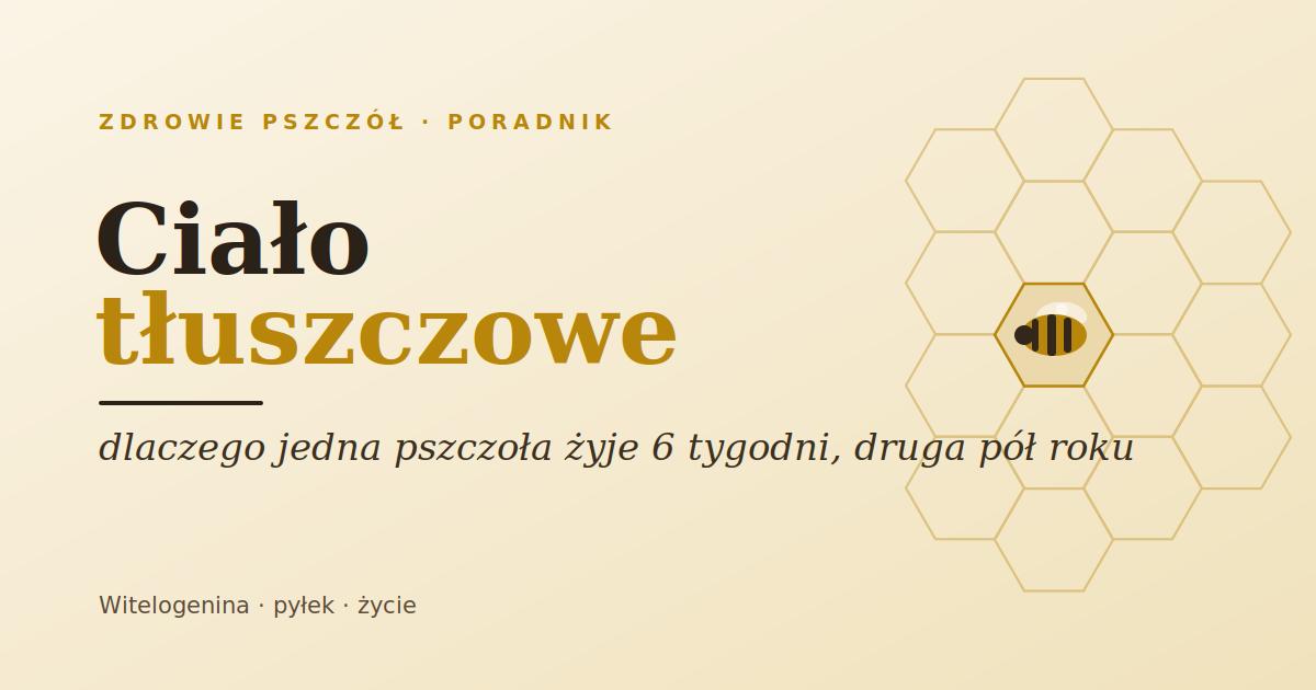 Ciało tłuszczowe pszczoły: dlaczego jedna żyje sześć tygodni, a druga pół roku