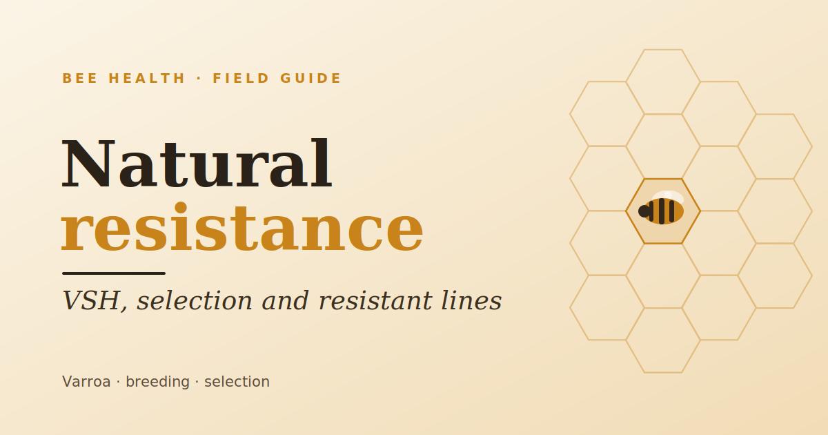 Natural varroa resistance: VSH, selection and resistant lines